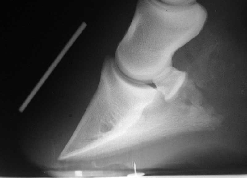 Lateral radiograph of a horse's foot with AI measurement overlay